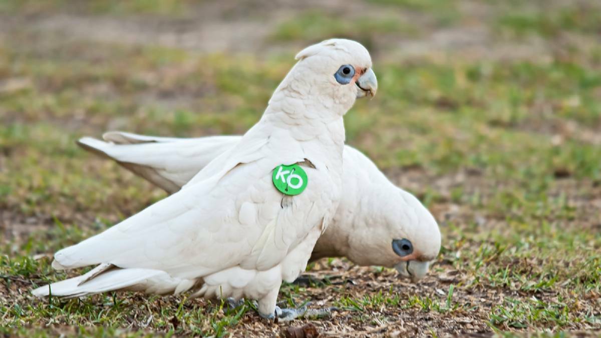 Plan to cull Corellas approved