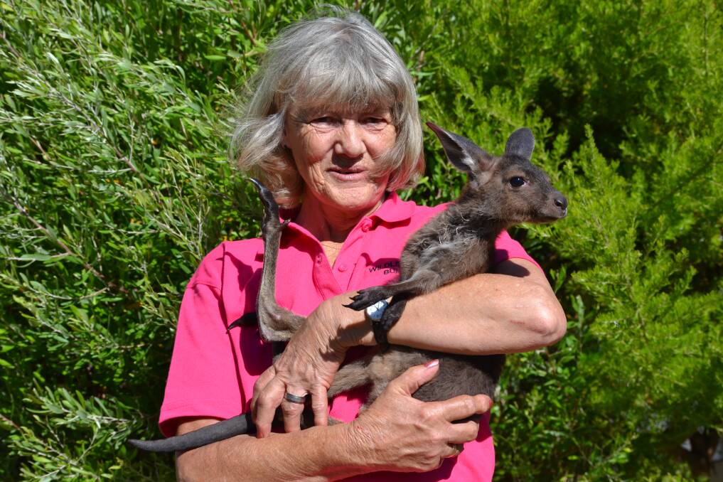 Protecting Bunbury's fauna: Wildlife carer Doreen Jones has been recognised by the South West community with a fundraiser as a token of appreciation for her tireless efforts to protect wildlife. Photo: Thomas Munday. 