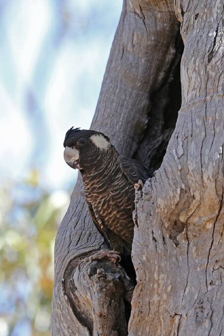 The South West Catchment Council would like the community to report any sightings of the Carnaby's cockatoo. Photo by Keith Lightbody.