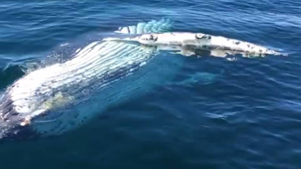 Fisherman has whale of a time