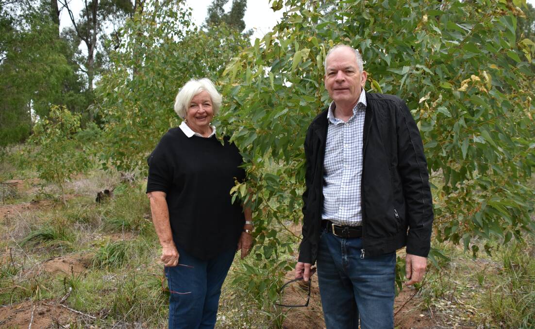 Ludlow Tuart Forest Restoration Group committee members Evelyn Taylor and Bill Biggins are calling for volunteers to help them plant 25,000 seedlings to help restore the forest.