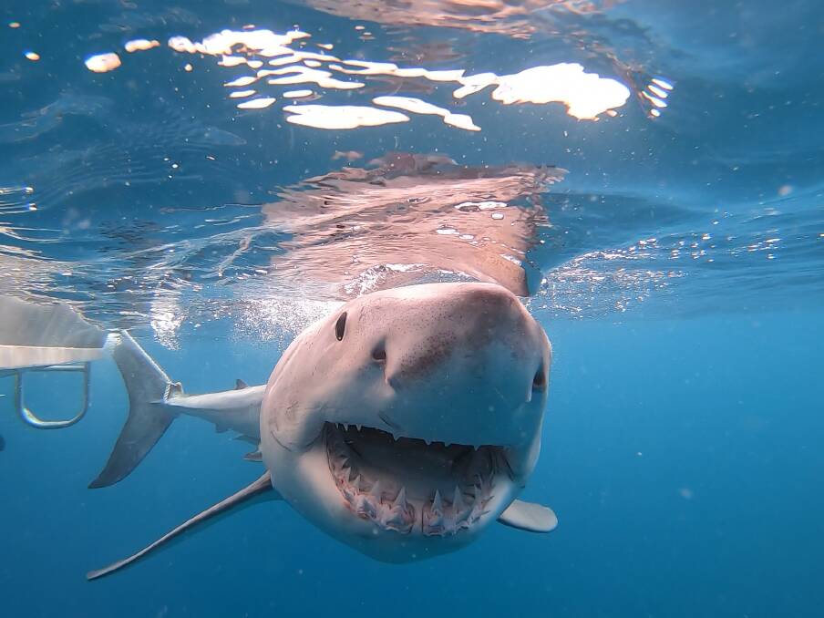 White shark. Image supplied.