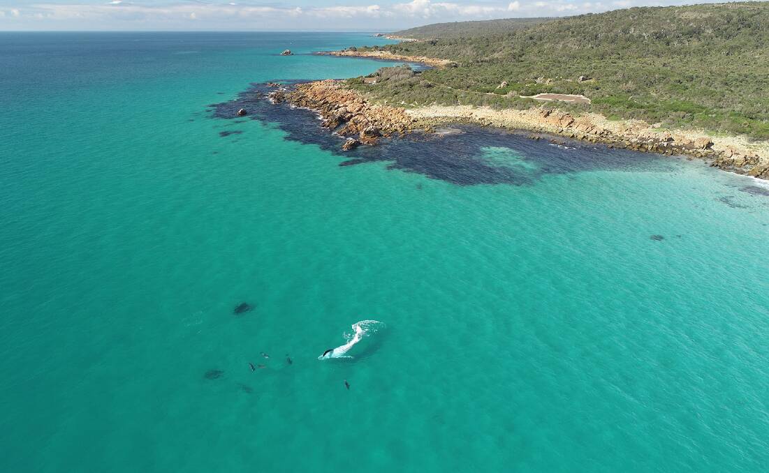 A humpback whale swimming off Point Piquet near Dunsborough, Western Australia. Image by Ian Wiese.