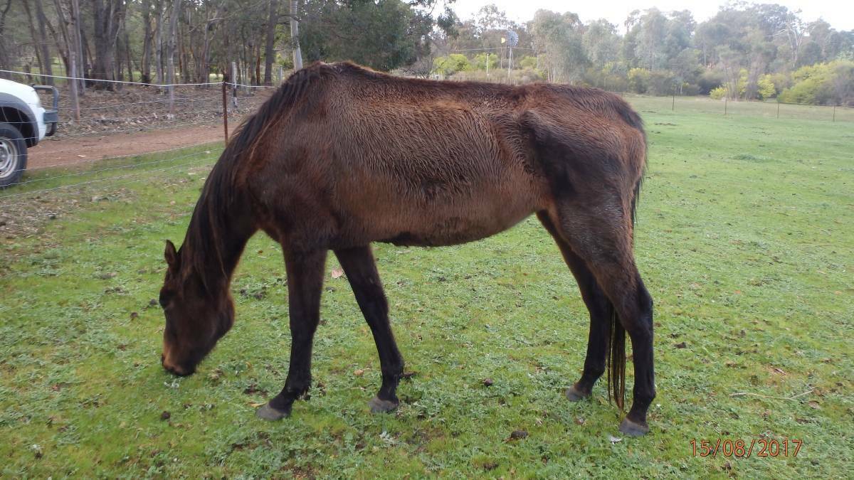 RSPCA WA Inspectors seized a starving horse from a Collie property in 2017 with the assistance of the Shire of Collie rangers and Collie Riding for the Disabled Association. Photo: supplied.