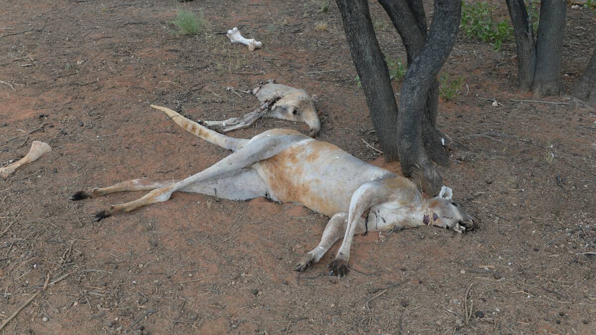 Kangaroos have lay down and died in their tens of thousands through lack of water and feed in the Western Division of NSW.