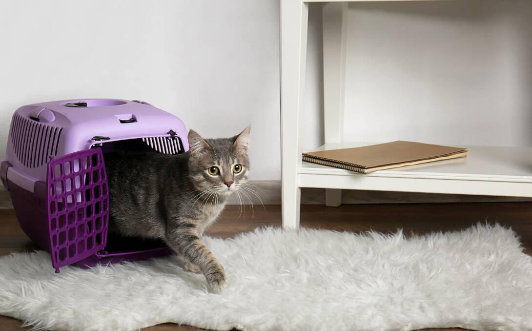 When you arrive home with your new cat, make sure the house is as quiet and calm as possible- you're probably excited to welcome your cat home, but they'll appreciate some time and space to settle in first.