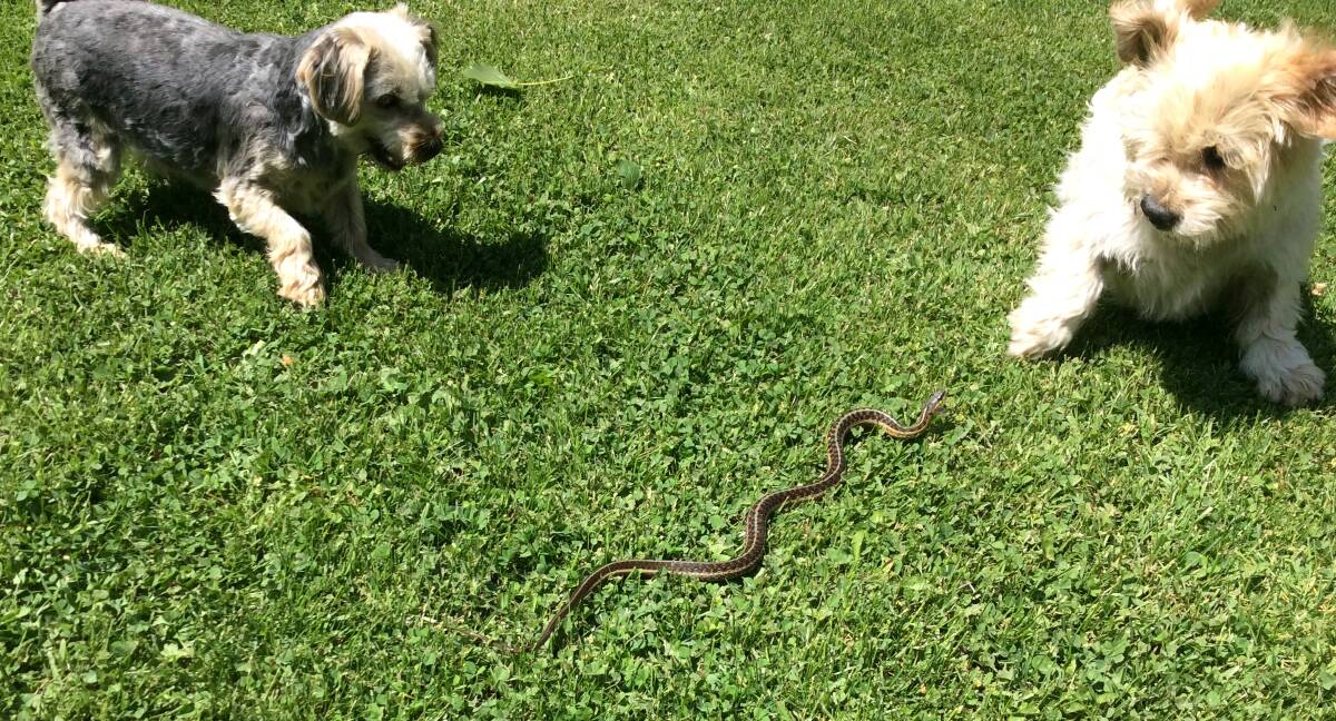 Don't risk it: Dogs will often try to chase or kill snakes resulting in snake bites usually to the dog's face and legs.