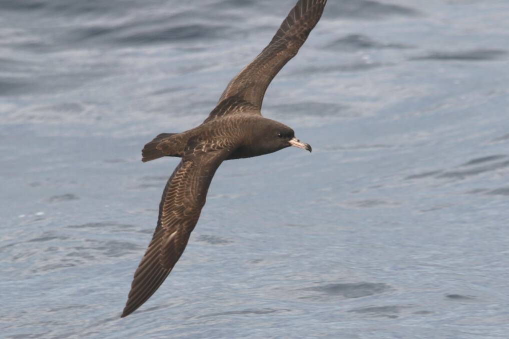 Helping our birds: Flesh-footed Shearwater. Photo: William Betts. 