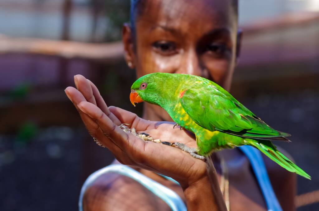  Protecting South West birds: Anna Philp with the green parrot. Photo: Chris Tate. 