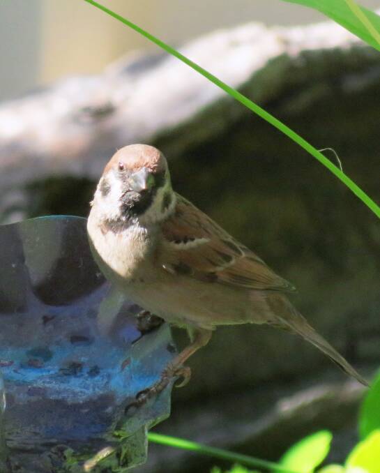 Department of Primary Industries and Regional Development has asked members of the Bunbury community to look out for and report unusual birds following the discovery of a tree sparrow in Carey Park. 