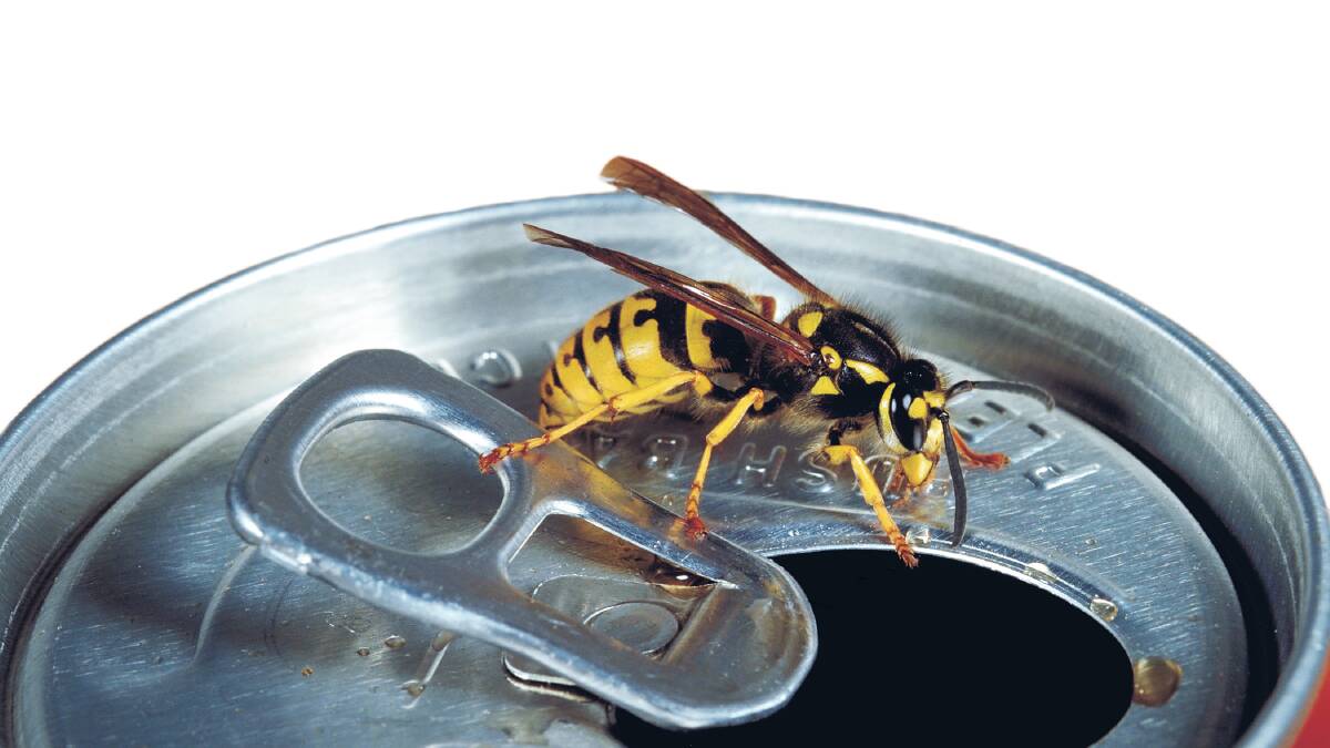 European wasp season starts