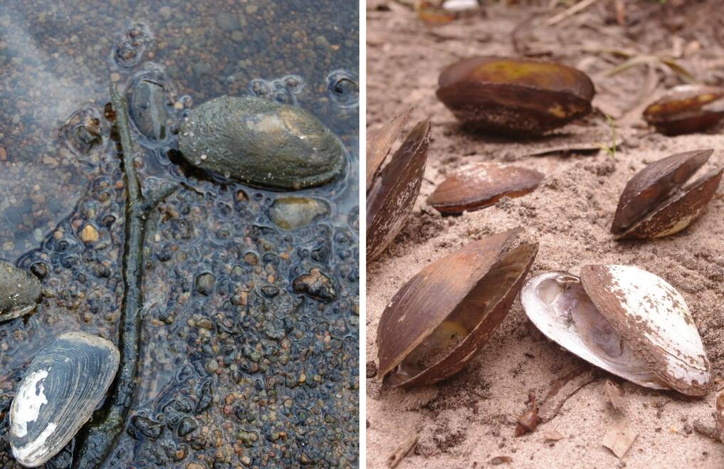 Freshwater mussel doubt
