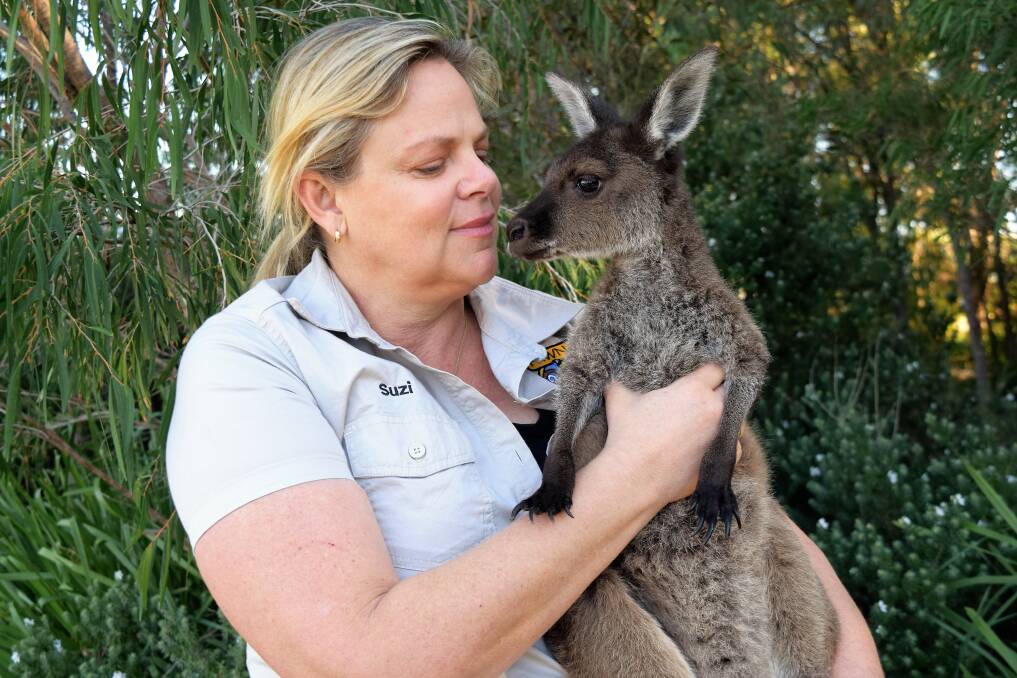 FAWNA president Suzi Strapp with one-year-old Western Grey Kangaroo, Jethro, who was orphaned when his mother was hit by a car in Yallingup. Image Sophie Elliott. 