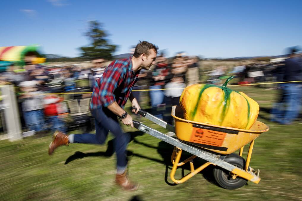 Michael Baylis in the wheelbarrow racing at the 2017 Collector Village Pumpkin Festival. Photo: Sitthixay Ditthavong
