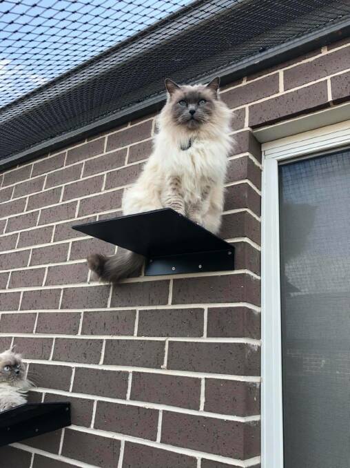 A ragdoll cat enjoying its observation platform