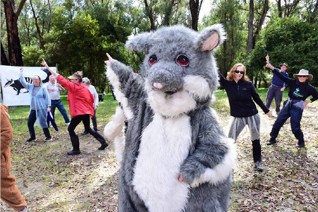 Ringo the Possum dances with volunteers on land near Five Mile Brook to the song Stayin Alive. The people were being filmed as part of the ongoing campaign against clearing of bush at the Gelorup Corridor. Picture: David Bailey