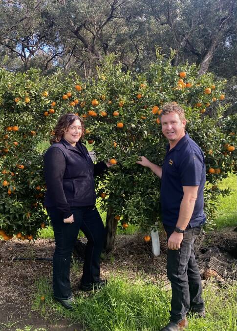 DPIRD research scientist Rachelle Johnstone and citrus grower Richard Eckersley, Harvey, encourage home gardeners to be on the lookout for the citrus pest citrus gall wasp.