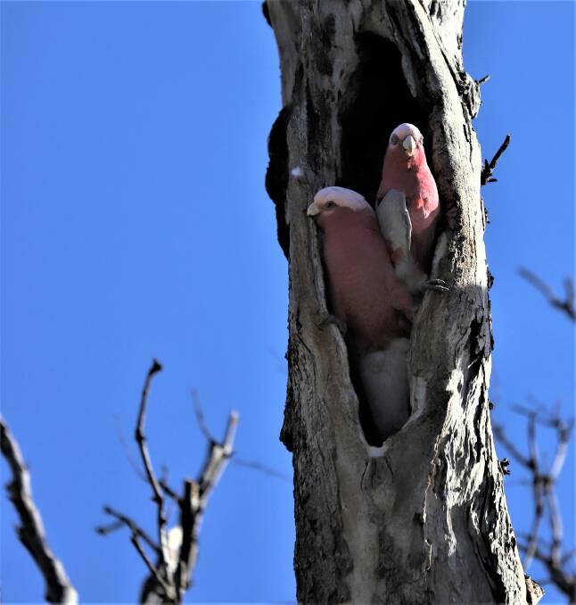 Pink-and-Grey Galahs occupied another hollow in the same tree as a pair of Twenty-eight Parrots. Photo: Alan Burdett.