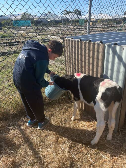 Feeding: Eaton Community College student Eddie Cain with one of the calves. Picture: supplied.
