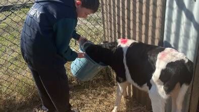 Feeding: Eaton Community College student Eddie Cain with one of the calves. Picture: supplied.