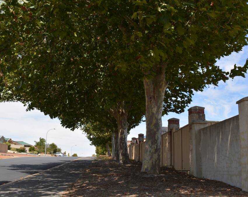Wrong tree: The Shire of Dardanup council have endorsed the removal of 22 London Plane Trees along Glen Huon Boulevard in Eaton. Picture: Jemillah Dawson.