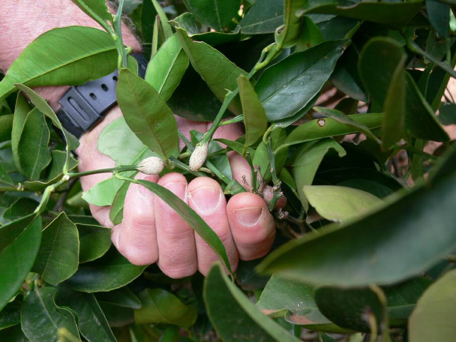 Distinctive woody bulges, or galls, on the shoots and branches of citrus trees are a sign of citrus gall wasp infestation. Pictures: supplied.