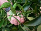 Distinctive woody bulges, or galls, on the shoots and branches of citrus trees are a sign of citrus gall wasp infestation. Pictures: supplied.