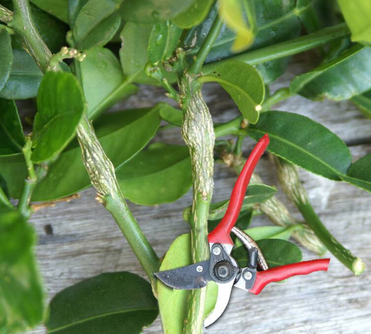 Citrus gall wasp - pruning and treatment can help control this pest.