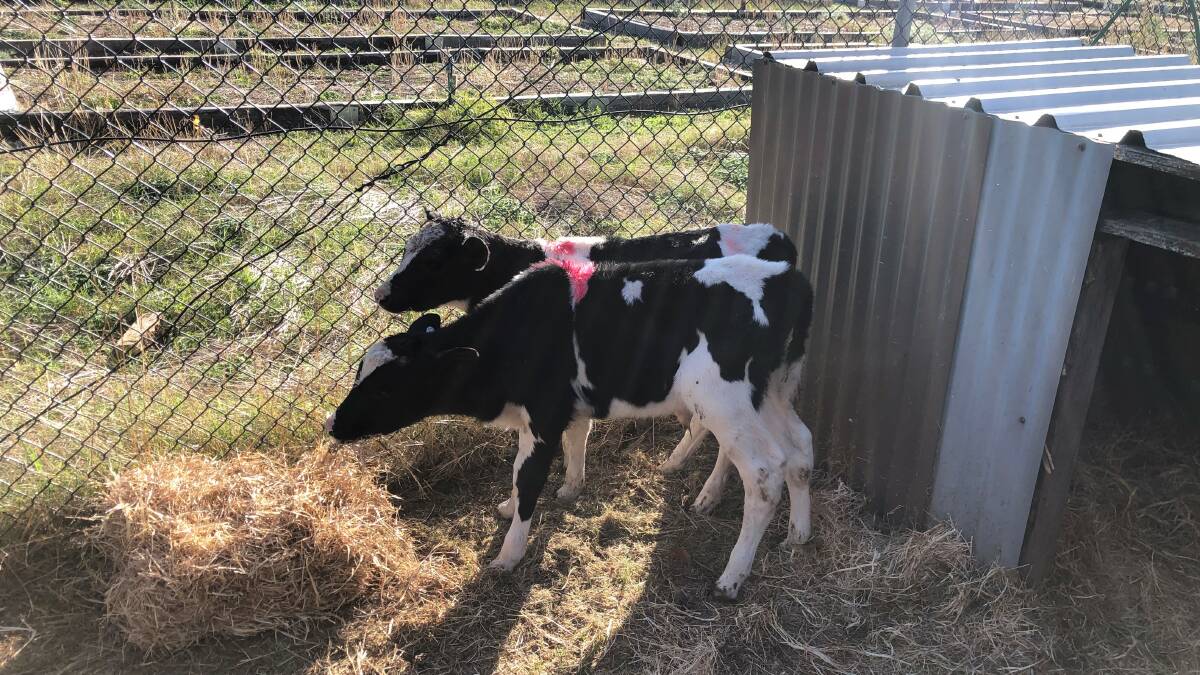 Calves: The three-week old calves, Ben and Jerry at Eaton Community College. Picture: supplied.