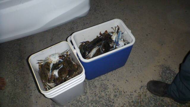 The Gosnells couple were found with 93 undersize crabs caught in Erskine. Photo supplied.