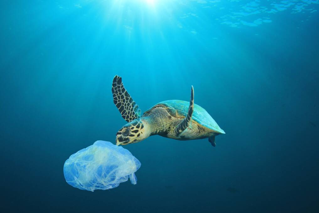 Single-use plastic products have harmful impacts on the environment and wildlife. Photo: Shutterstock. 