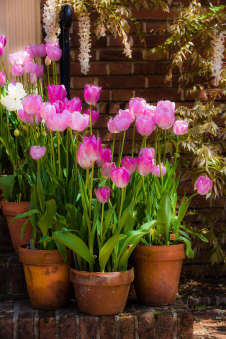 Pretty in pink: Tulips are just one of the many beautiful spring bulbs that create a real show stopper in pots or beds during spring.