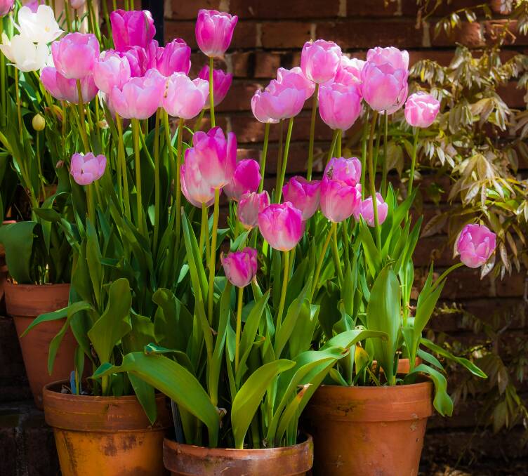 Pretty in pink: Tulips are just one of the many beautiful spring bulbs that create a real show stopper in pots or beds during spring.
