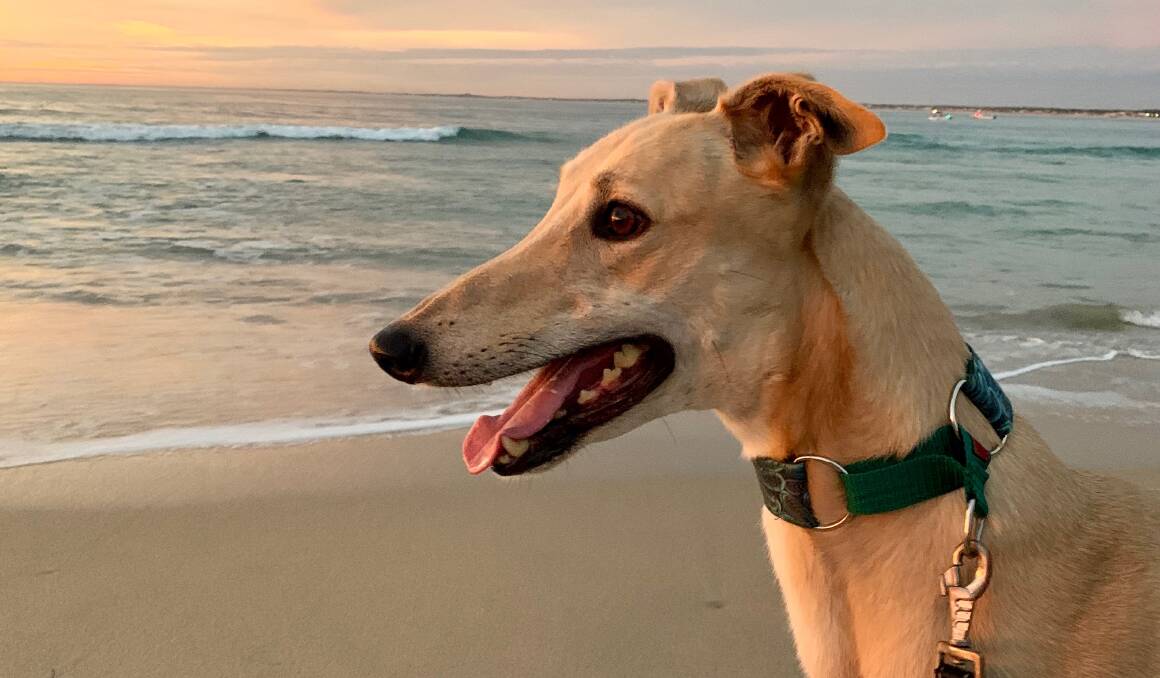 Oscar has traded the track for the beach, with the adopted greyhound now passing the time with a leisurely walk on the sand. Photo: Supplied.