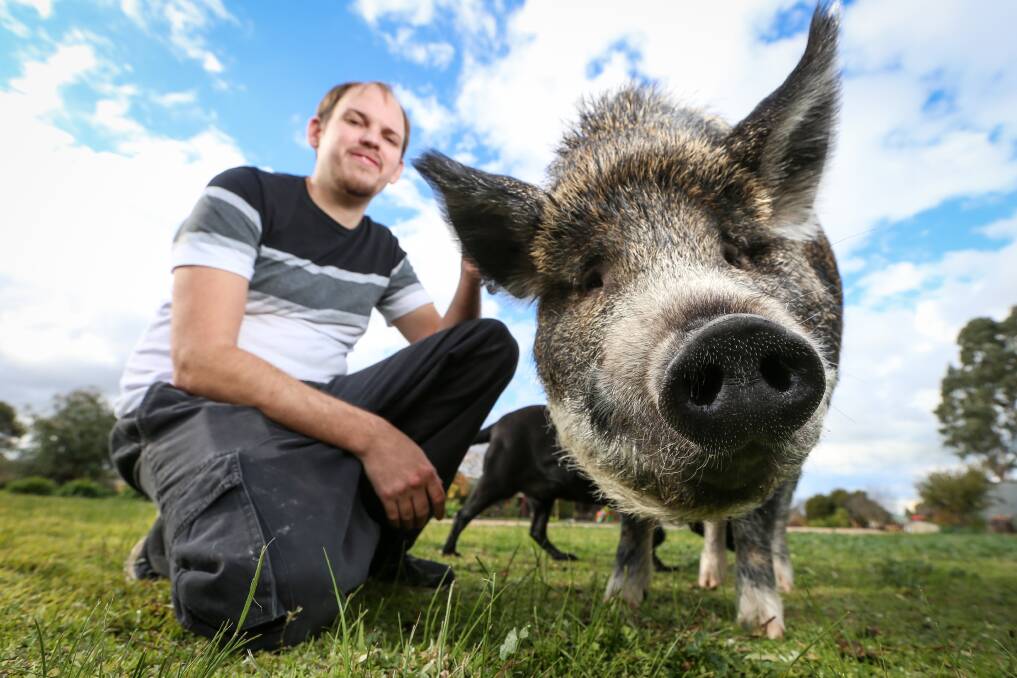 SET GRUNT FREE: Victorian MP Tim Quilty has thrown his support behind Grunt the pig, pictured with owner Matthew Evans. Picture: JAMES WILTSHIRE