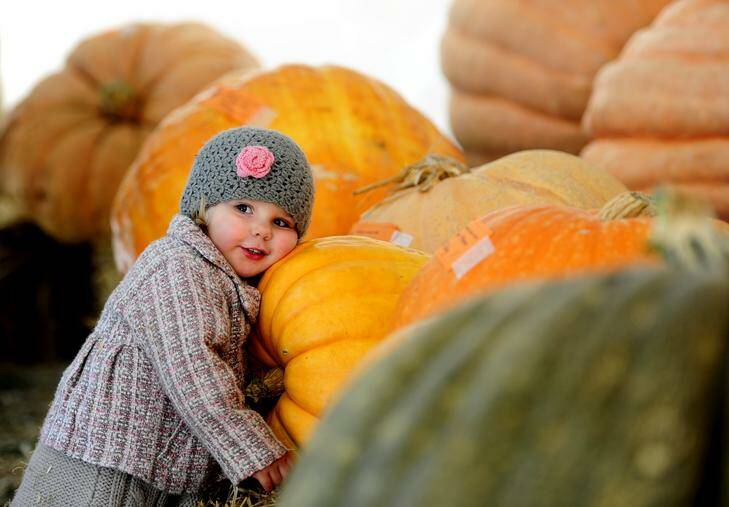 Then two-year-old Mia Buser, of Palmerston, at the 2012 Collector Village Pumpkin Festival. Picture: Melissa Adams.