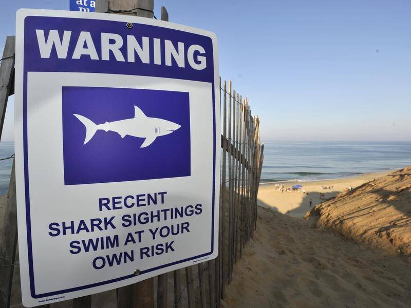 Shark bites dropped drastically around the world in 2020 due to the pandemic, research shows.
