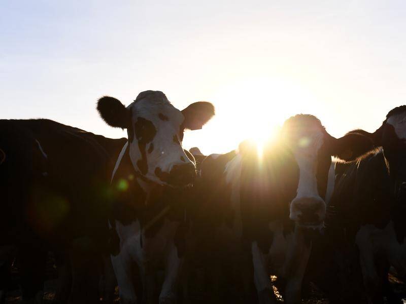 Labor is mulling over proposal for a dairy industry commissioner .