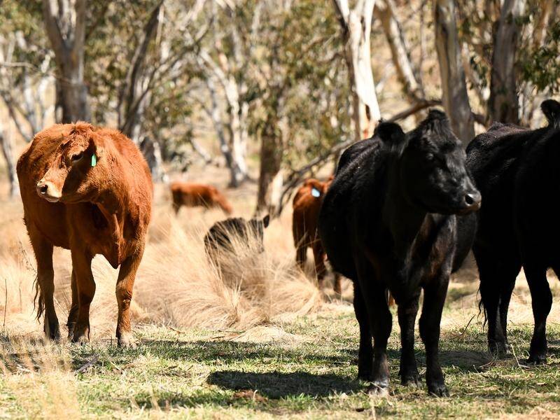 Farmers want to see strategies for Australia's agriculture production co-ordinated and streamlined. (Lukas Coch/AAP PHOTOS)
