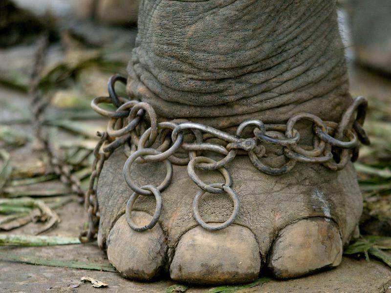 Many elephants across Asia used for tourism are suffering in severely dire conditions.