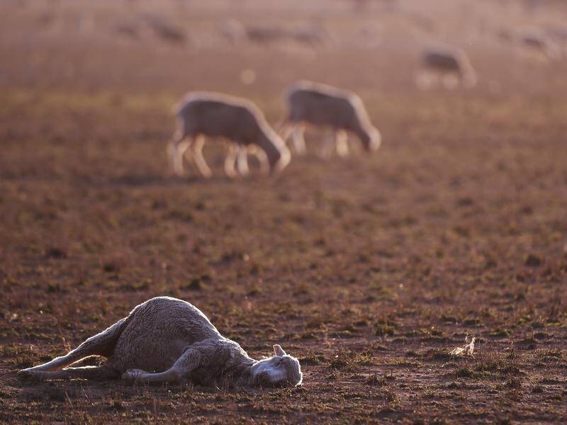 A new survey shows the drought is also having a major impact on regional businesses in NSW.