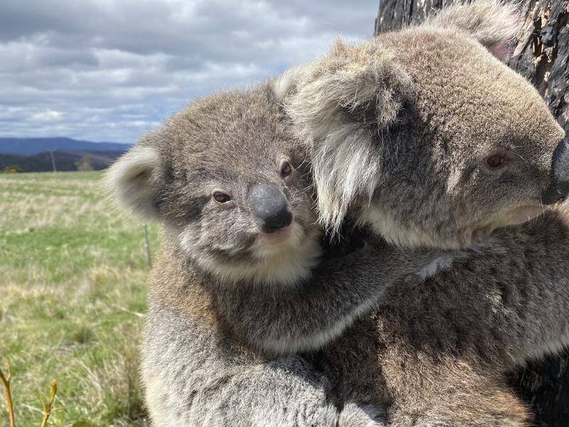 Researchers are studying which koala populations have crucial genes making them more resilient.
