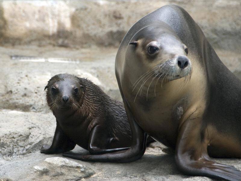 Australian sea lion populations have plummeted by more than 60 per cent in four decades.