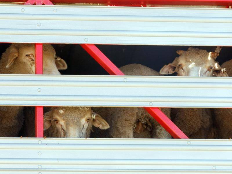 Sheep and cattle have been on a live export ship for more than a month amid heat wave conditions. (Trevor Collens/AAP PHOTOS)