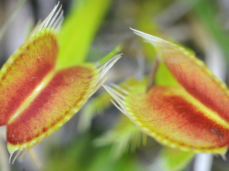 Research reveals Venus flytraps have evolved to avoid eating the insects that pollinate them.