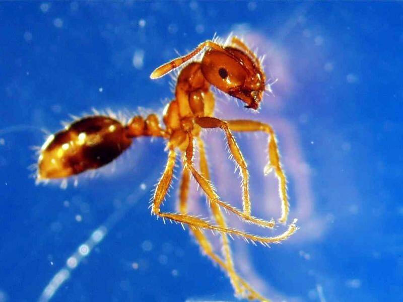 Southeast Queensland has had fire ants since 2001 but they've recently been found in northern NSW. (Dept. Of Primary Industries/AAP PHOTOS)