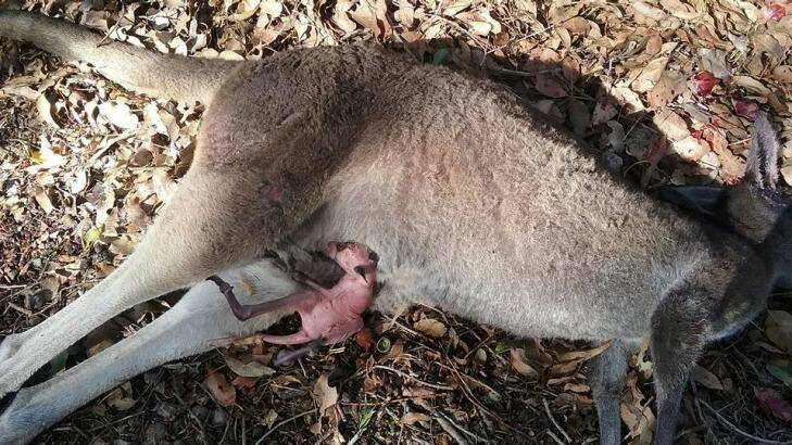 The Dunsborough mother found the joey in the kangaroo's pouch on the side of the road.  Photo: Facebook 