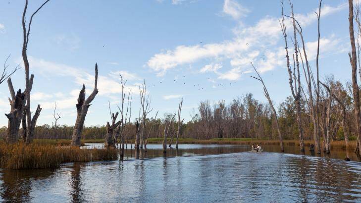 The Murray River is surrounded by red gums. Photo: D Finnegan