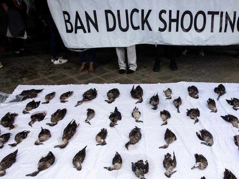 Animal welfare advocates in SA say there is no justification for allowing duck-hunting to continue. (Diego Fedele/AAP PHOTOS)