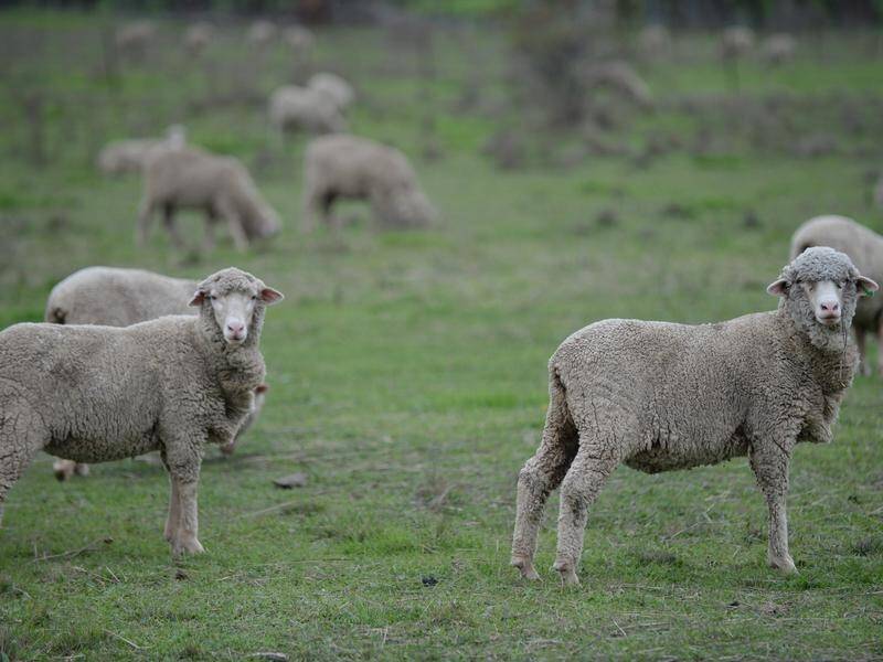 Liberal MP Sussan Ley's bid to ban live sheep exports has been introduced to federal parliament.